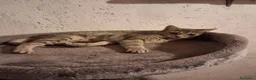 Europeo gatti in regalo: Cuccioli di gatto  - Annuncio 4
