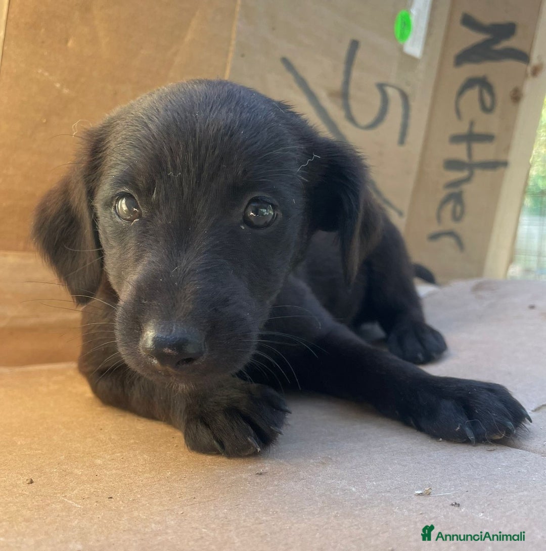 Meticcio cani in regalo: LE DOLCI PIETRE PREZIOSE - Annuncio 21