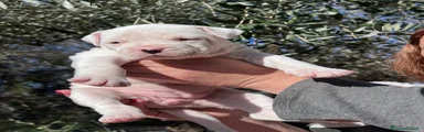 Dogo Argentino Cucciolo 3