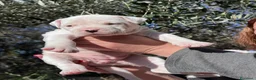 Dogo Argentino cani in vendita: Cuccioli dogo argentino  - Annuncio 9