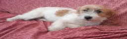 Jack Russell cani in vendita: Jack Russell Terrier Broken Ruvido cuccioli  - Annuncio 1