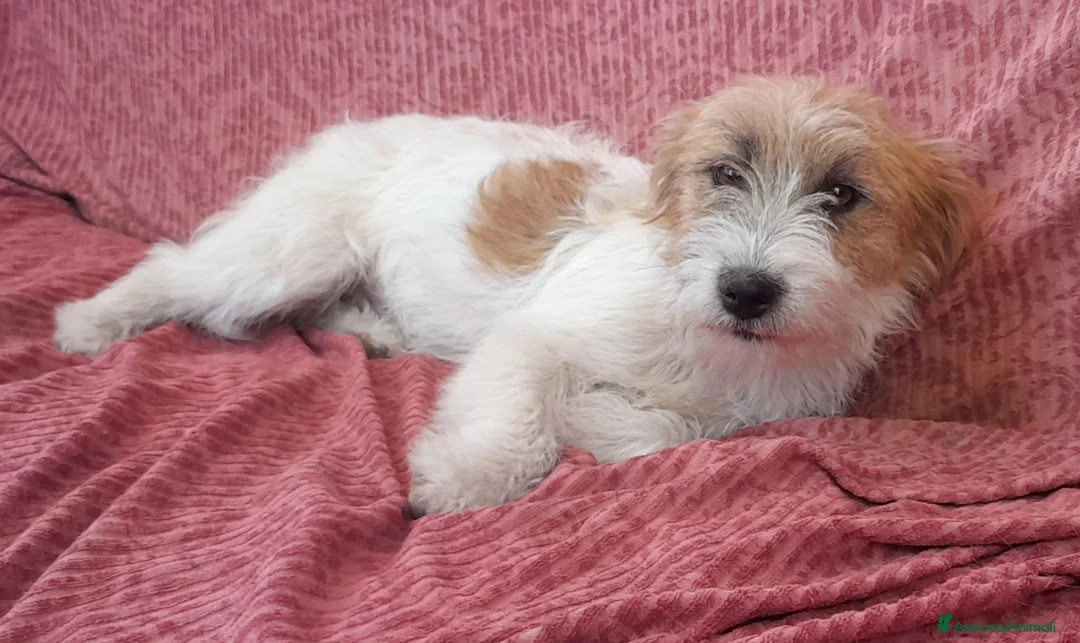 Jack Russell cani in vendita: Jack Russell Terrier Broken Ruvido cuccioli  - Annuncio 1