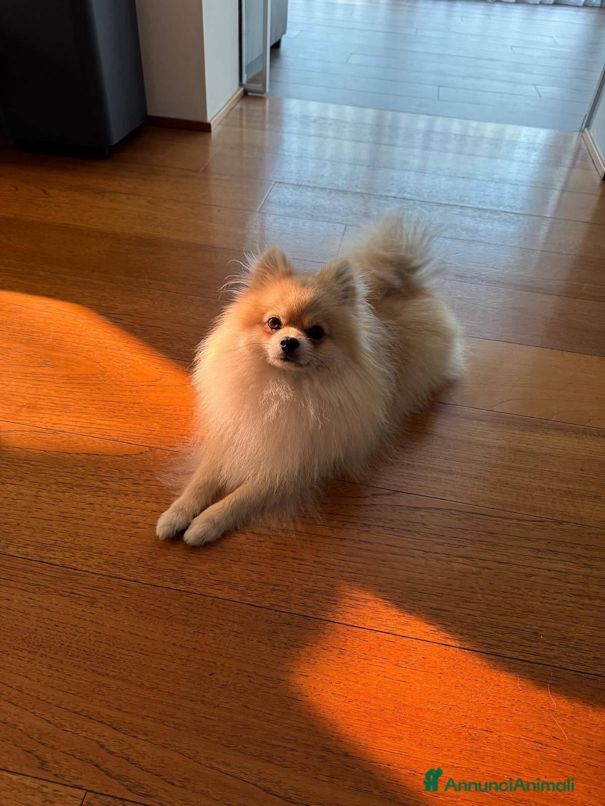 Volpino Pomerania cani Maschietti per accoppiamento  - Annuncio 31