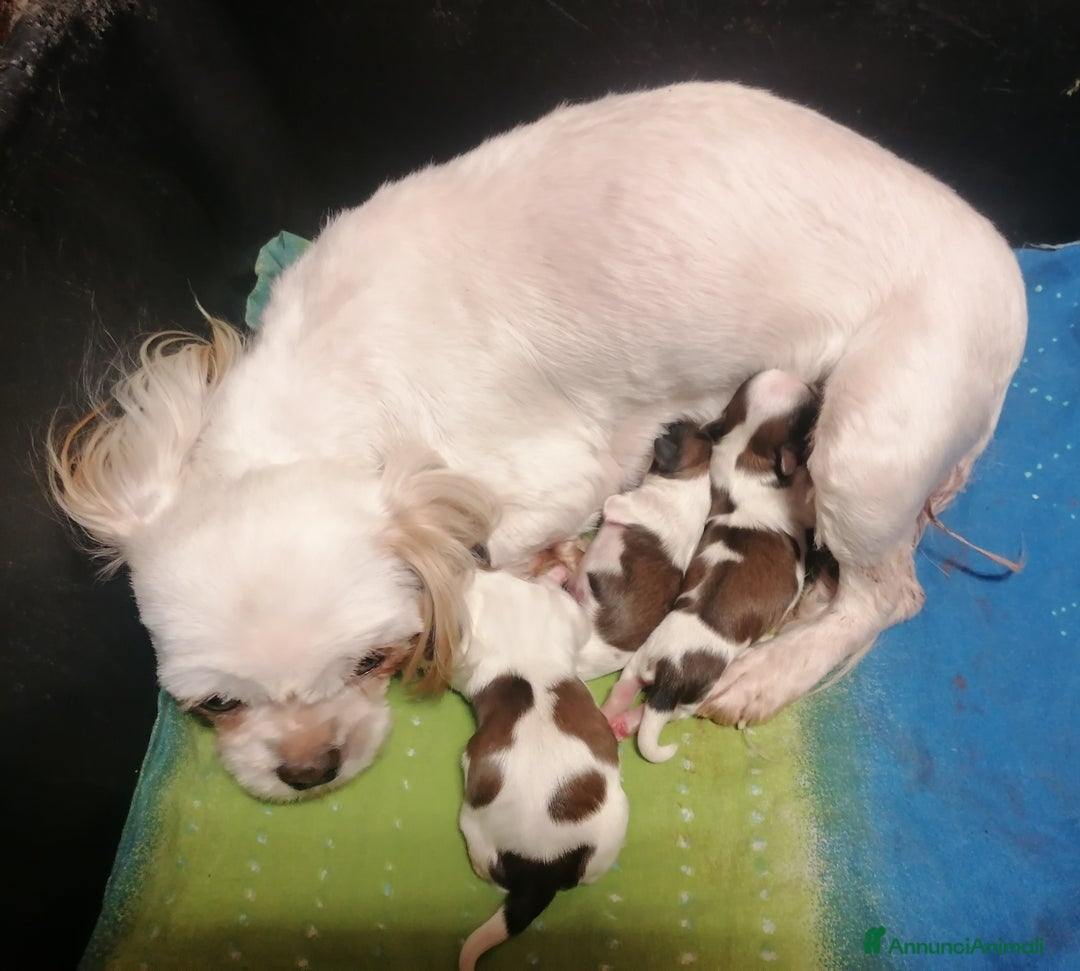 Shih Tzu cani in vendita: Shih Tzu cucciolo taglia molto piccola - Annuncio 2