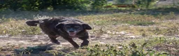 Meticcio cani in regalo: FREEZIE, adozione del cuore - Annuncio 2