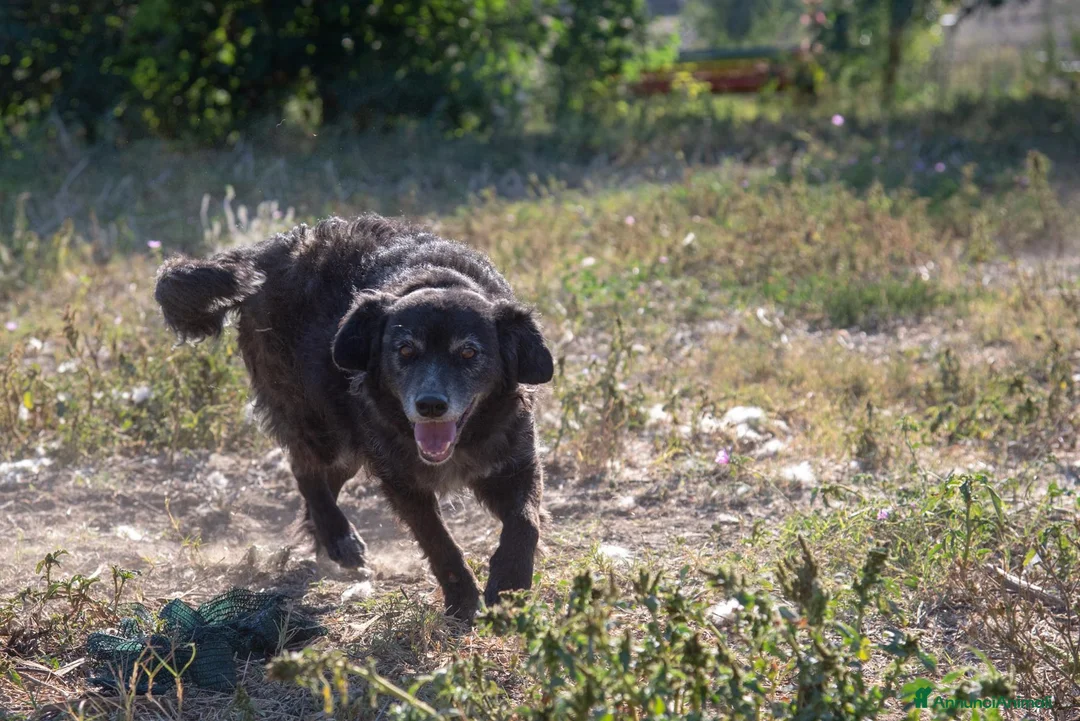 Meticcio cani in regalo: FREEZIE, adozione del cuore - Annuncio 2