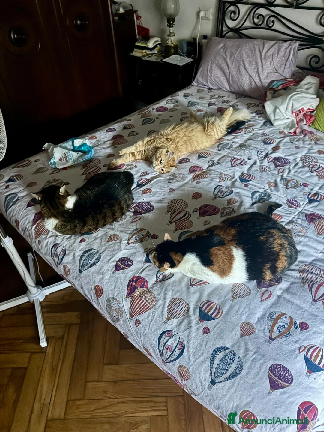 Meticcio gatti in regalo: GATTA ANZIANA a Città metropolitana di Milano - Annuncio 2