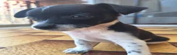 Meticcio cani in vendita: Figli di un Pinscher Nano e di un meticcio  - Annuncio 4
