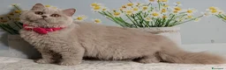 British gatti in vendita: British Longhair Femmina  - Annuncio 5