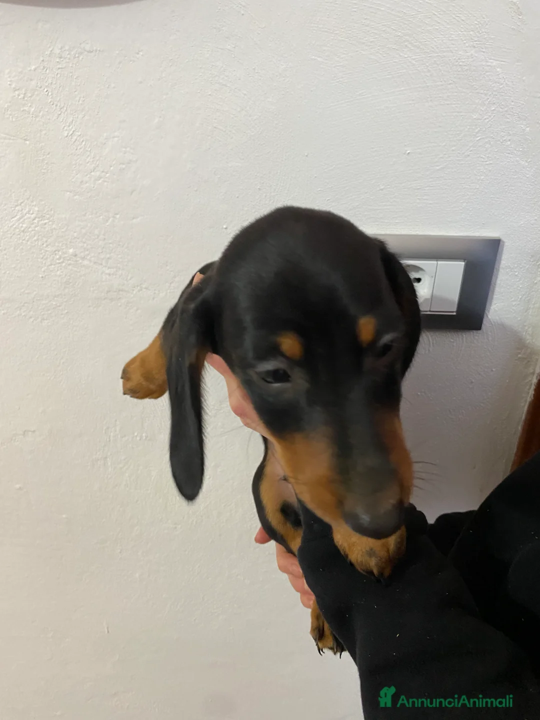 Bassotto cani in vendita: Bassotto nano tedesco a Città Metropolitana di Genova - Annuncio 4