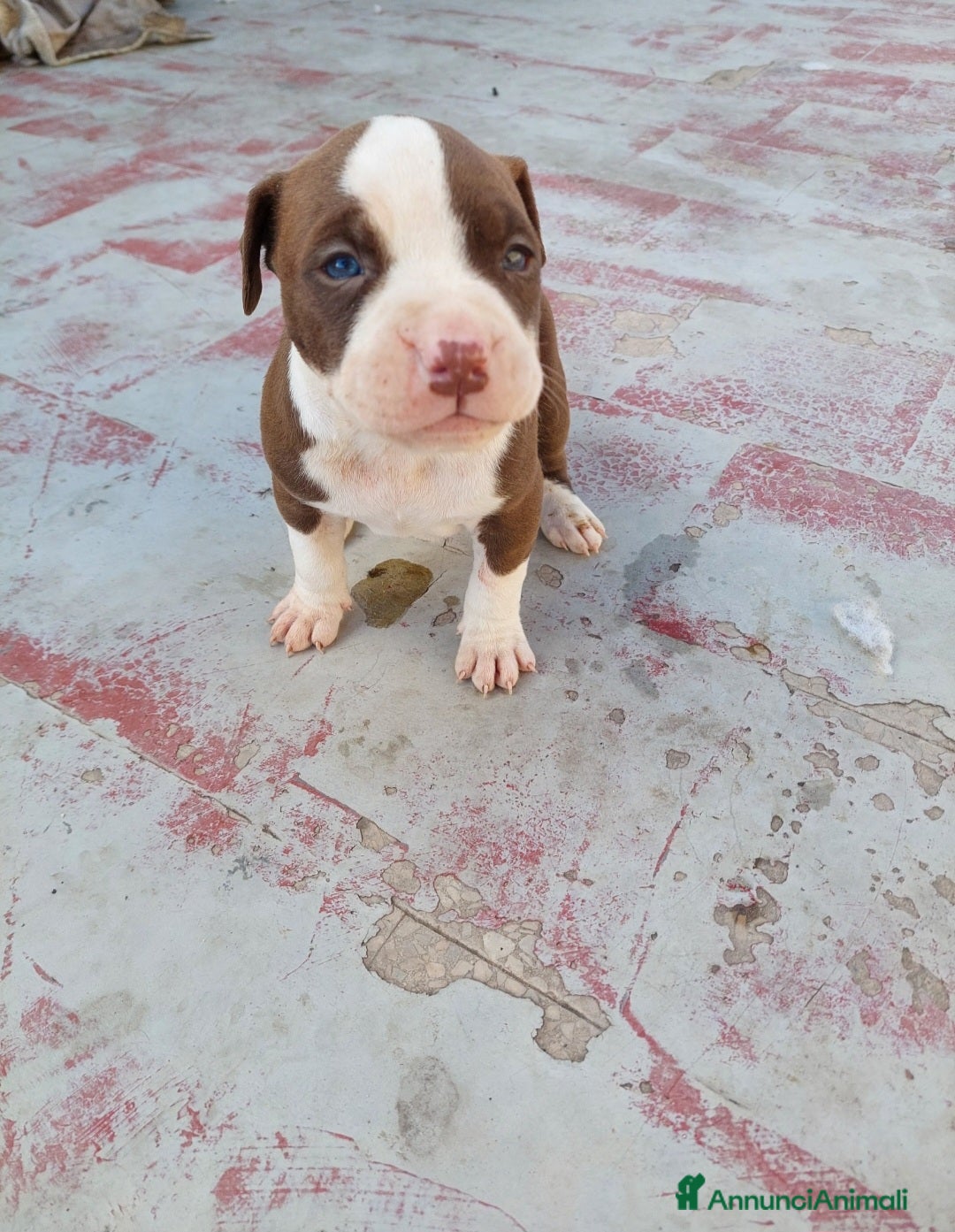 Pitbull cani Cuccioli pitbull terrier  - Annuncio 2
