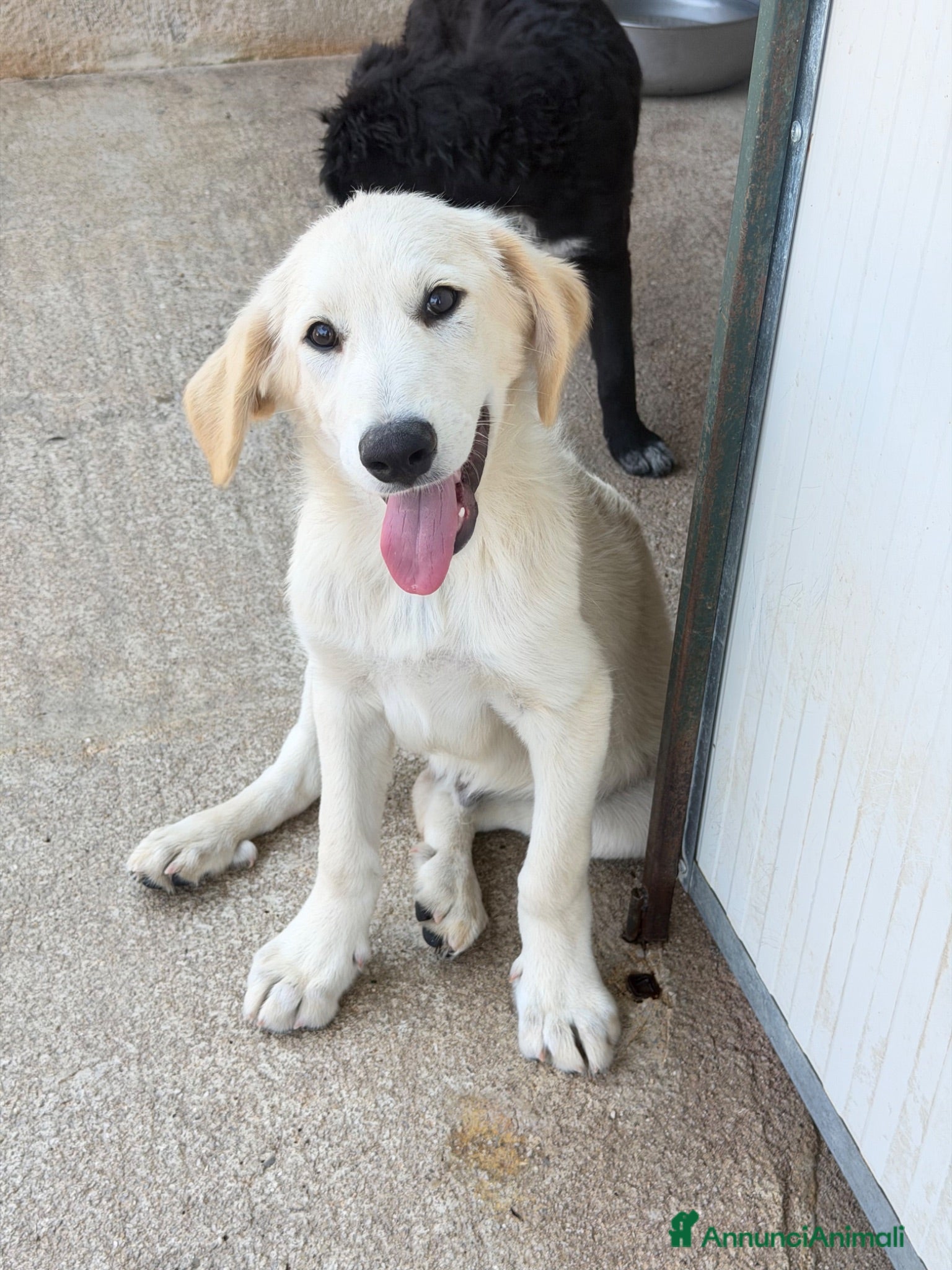 Meticcio cani Fliper - Annuncio 3