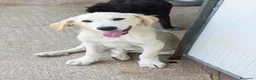 Meticcio cani in regalo: Fliper a Provincia di Lucca - Annuncio 1