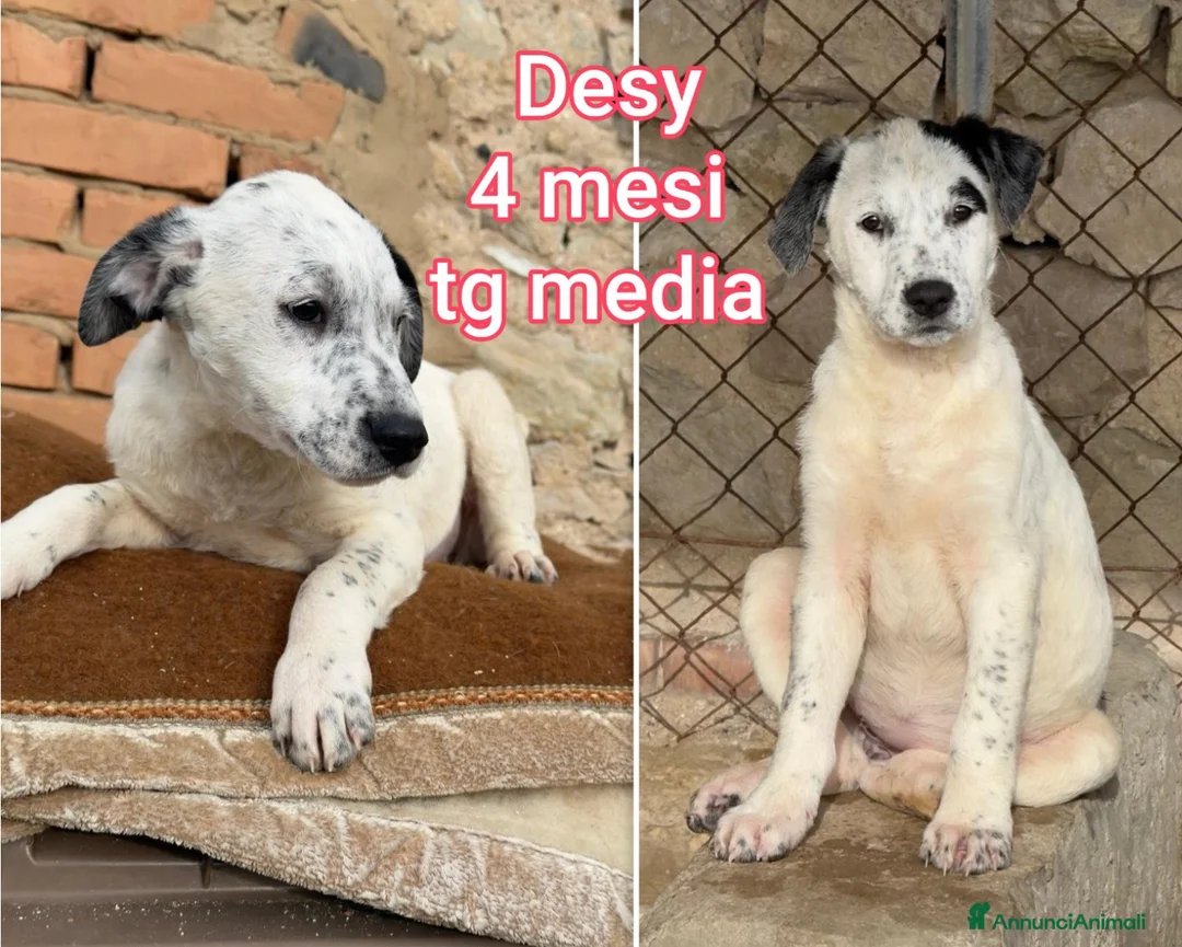 Meticcio cani in regalo: Troppi cuccioli rinchiusi  - Annuncio 13