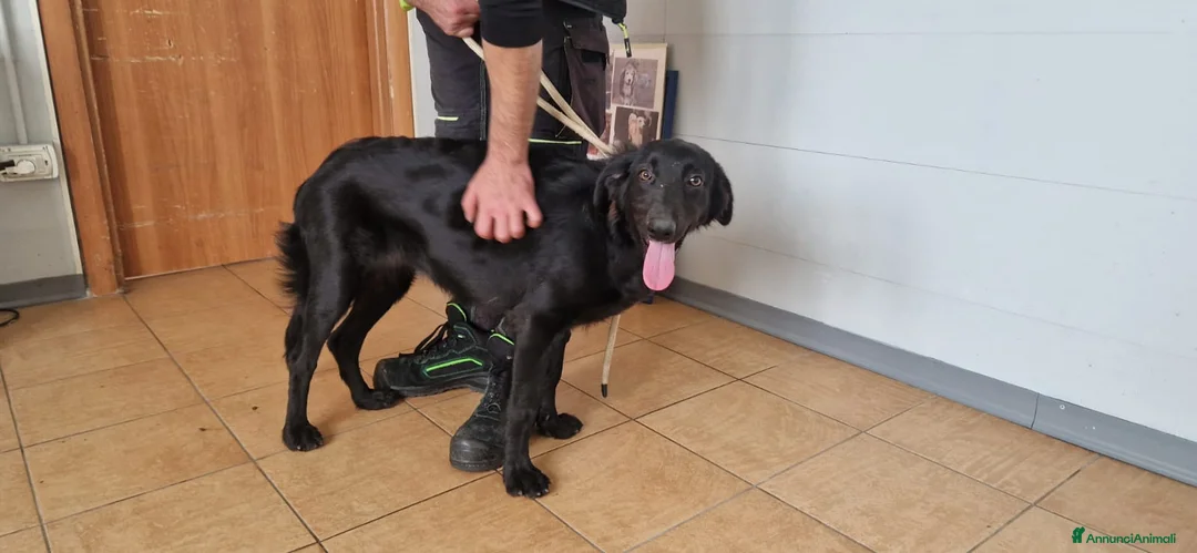 Setter Inglese cani in regalo: Jessica, Setter femmina in Canile - Annuncio 5