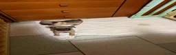 Carlino cani in vendita: Carlini maschi - Annuncio 4