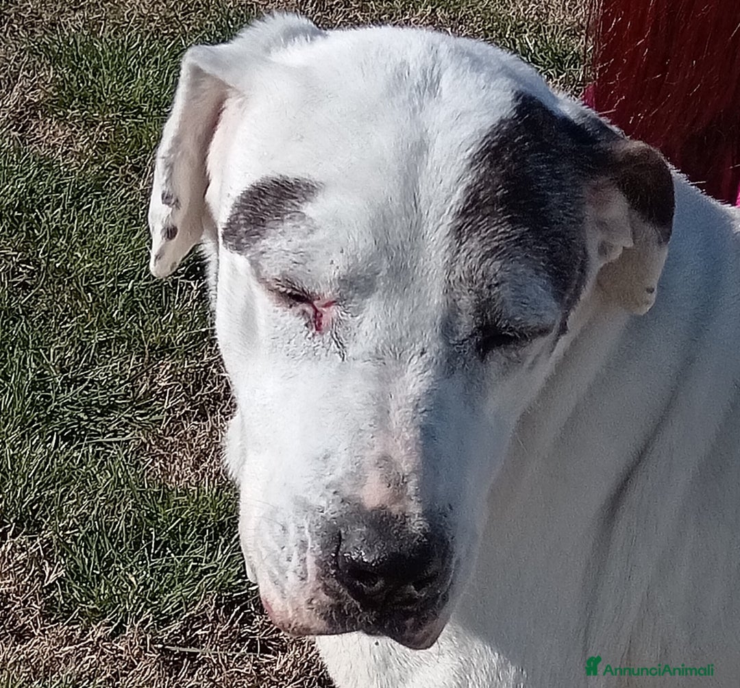 Meticcio cani in regalo: ADOZIONE DEL CUORE_MONICA NONNINA TENERISSIMA a Provincia di Latina - Annuncio 1