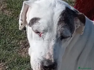 Meticcio cani ADOZIONE DEL CUORE_MONICA NONNINA TENERISSIMA a Provincia di Latina - Annuncio 7