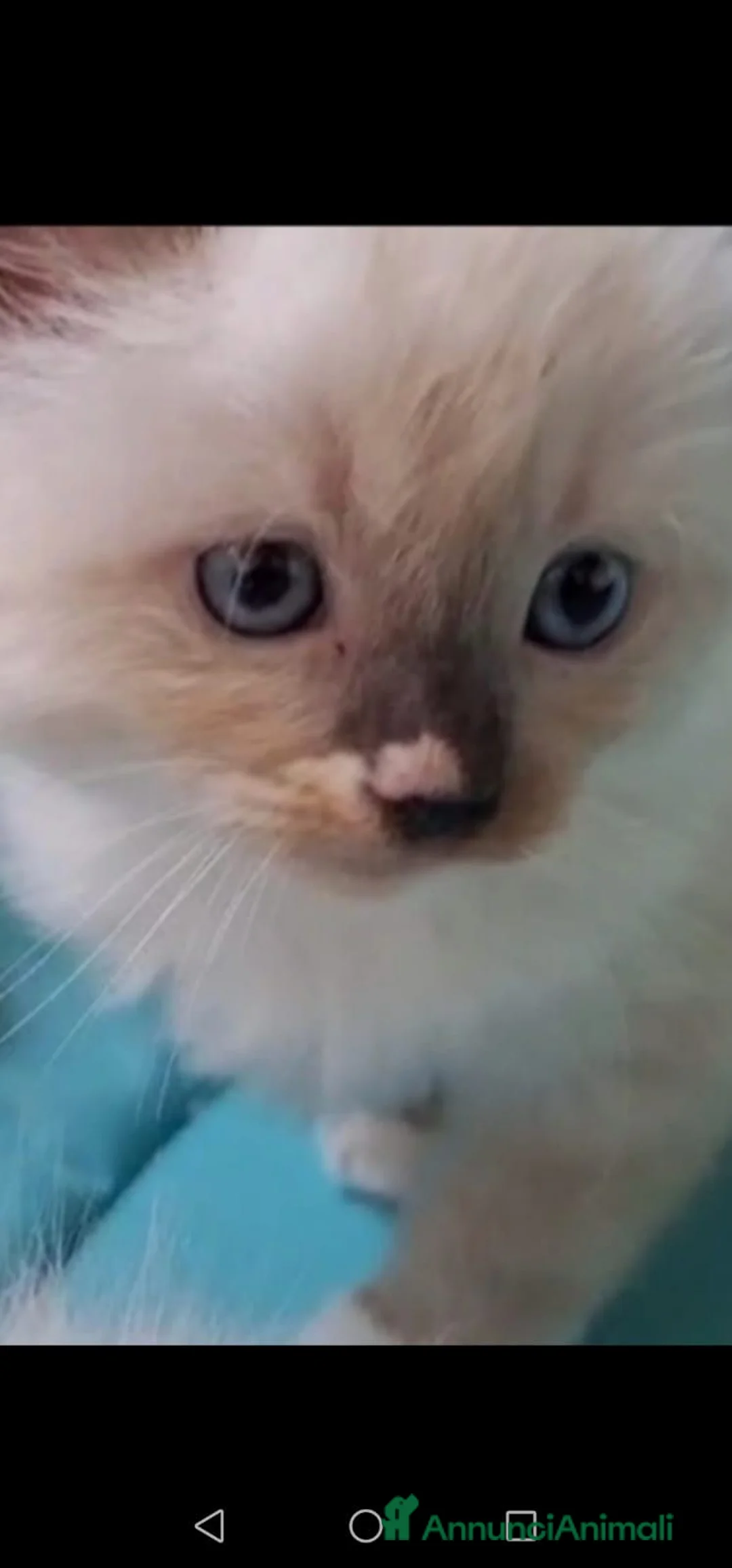 Ragdoll gatti in vendita: Cuccioli Ragdoll  - Annuncio 2