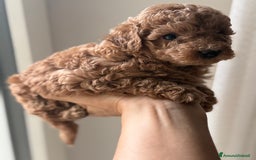 Barboncino cani in vendita: Barboncino piccolo nanetto  - Immagine 8