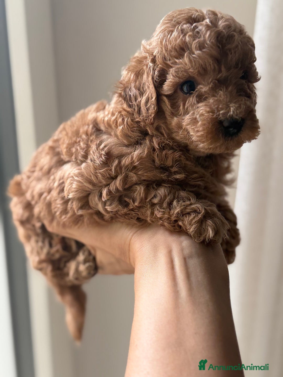 Barboncino cani in vendita: Barboncino piccolo nanetto  - Immagine 8