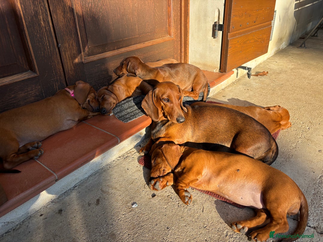 Bassotto cani in vendita: Cucciolo bassotto standard tedesco pelo corto - Annuncio 1