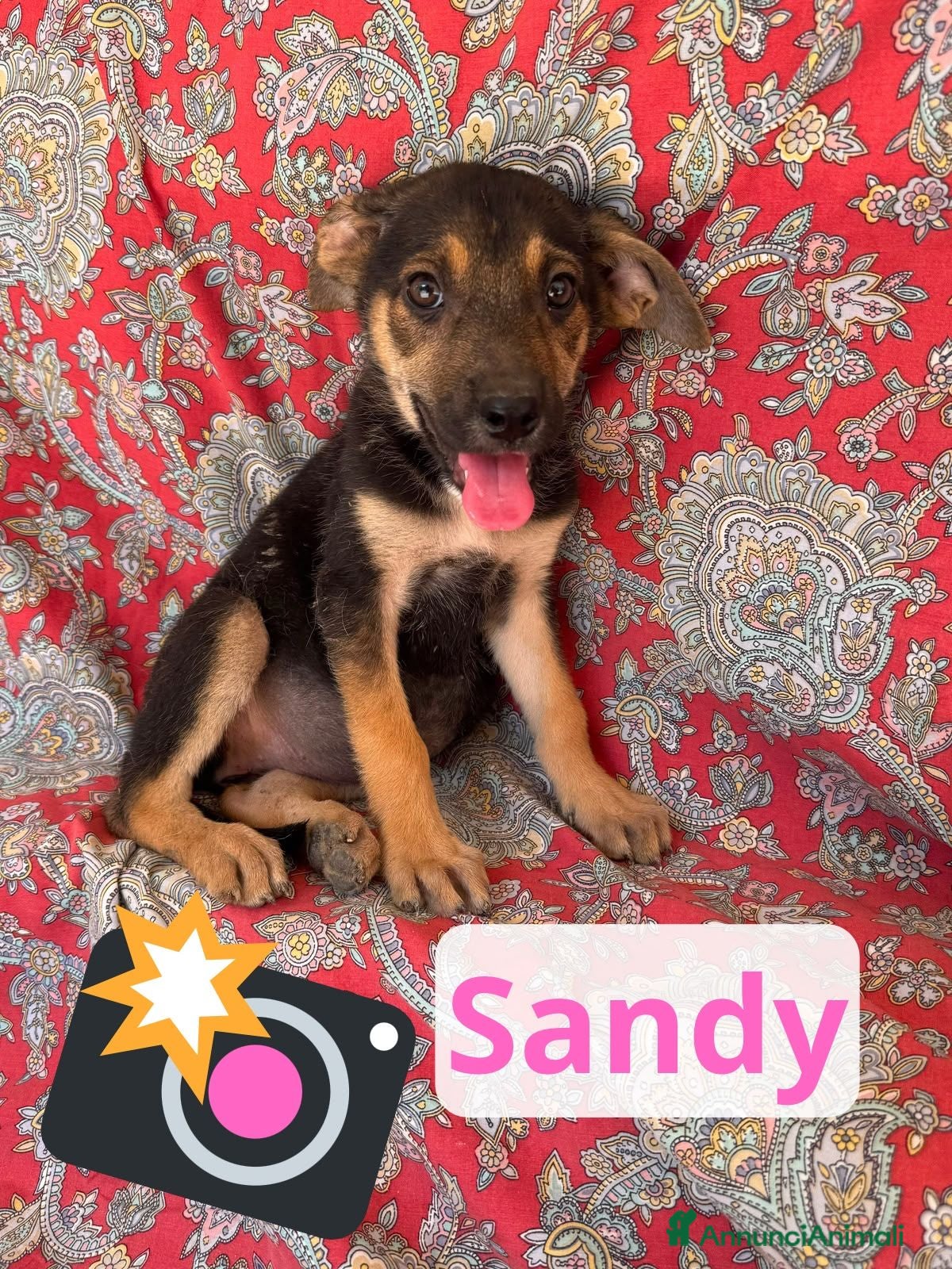 Meticcio cani Sandy  - Annuncio 17