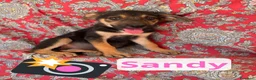 Meticcio cani in regalo: Sandy  - Annuncio 1