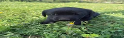 Labrador cani in vendita: Cuccioli Labrador  - Annuncio 31