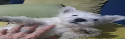 West Highland cani in vendita: west highland  - Annuncio 3