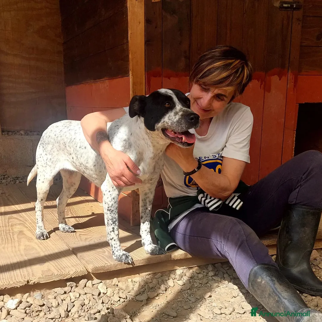 Meticcio cani in regalo: BRIA dolcissima vuole tante coccole a Città metropolitana di Milano - Annuncio 2