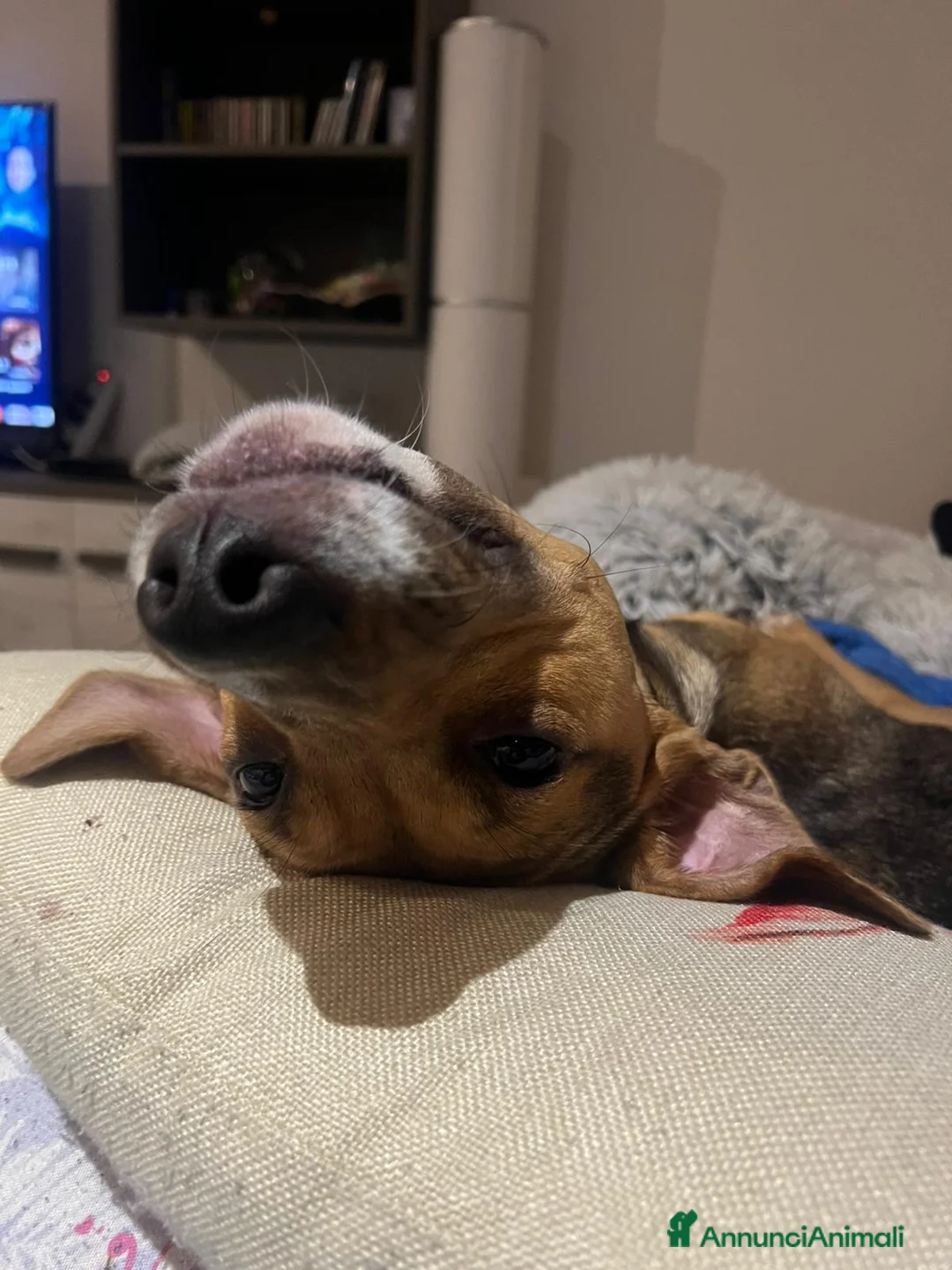 Meticcio cani in regalo: Cane Femmina di 1 anno e mezzo - Annuncio 5