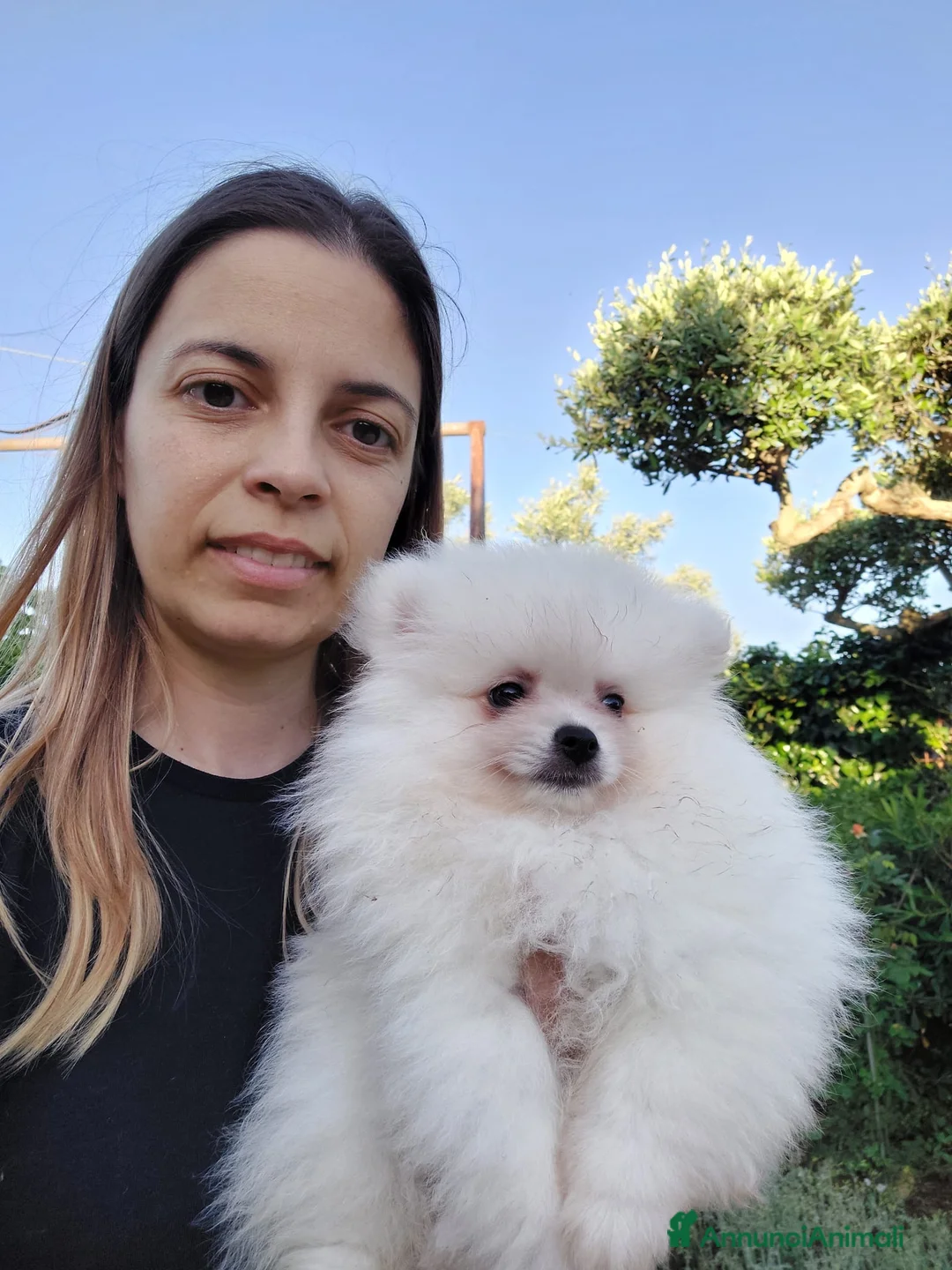 Volpino Pomerania cani in vendita: Pomerania con pedigree  a Provincia di Trieste - Annuncio 2