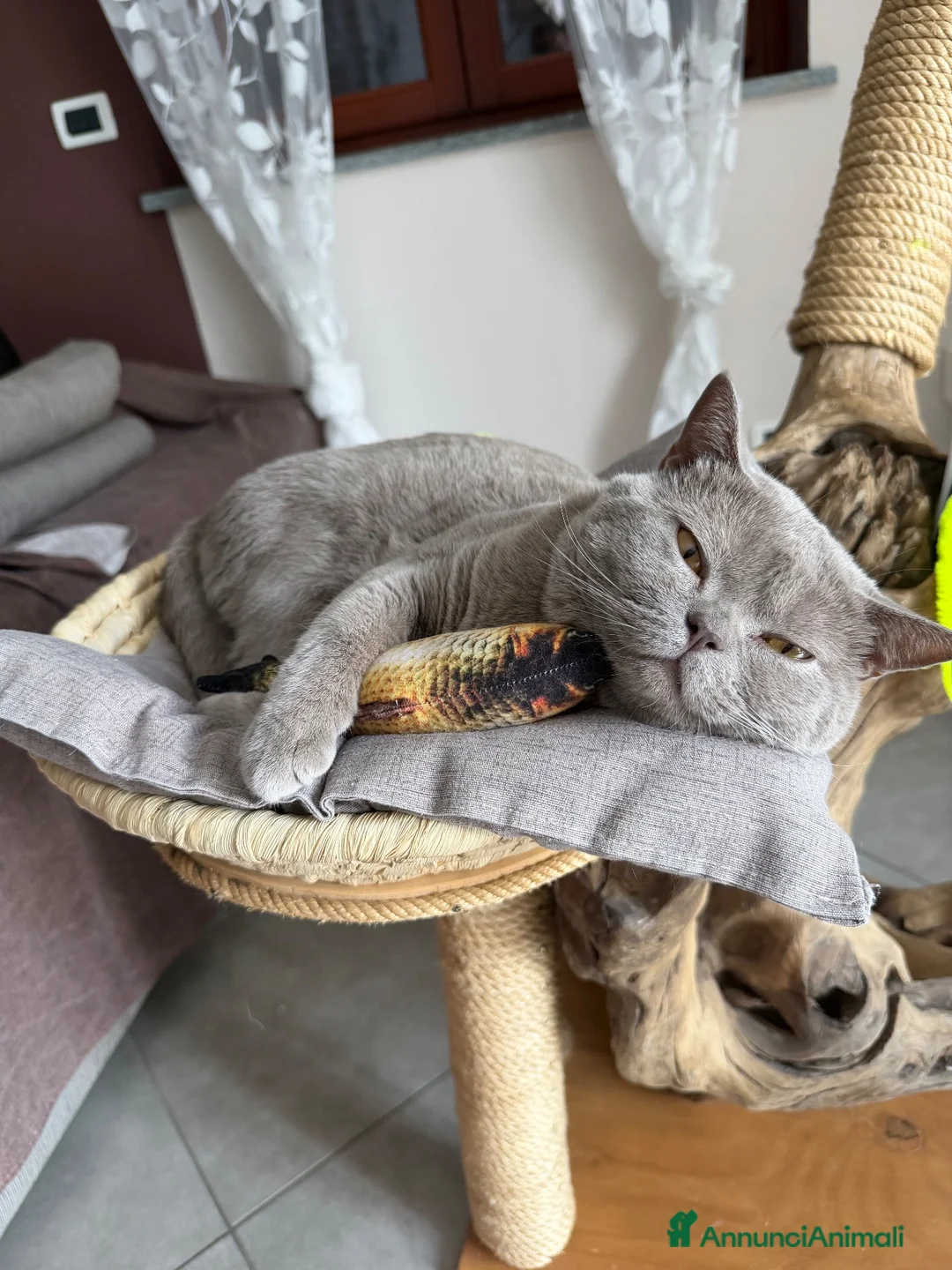 British gatti per accoppiamento: British Shorthair color Lilac - Annuncio 6