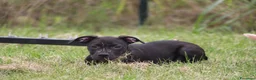 Pitbull cani in vendita: Cucciola Pit Bull con pedigree anche a rate - Annuncio 9