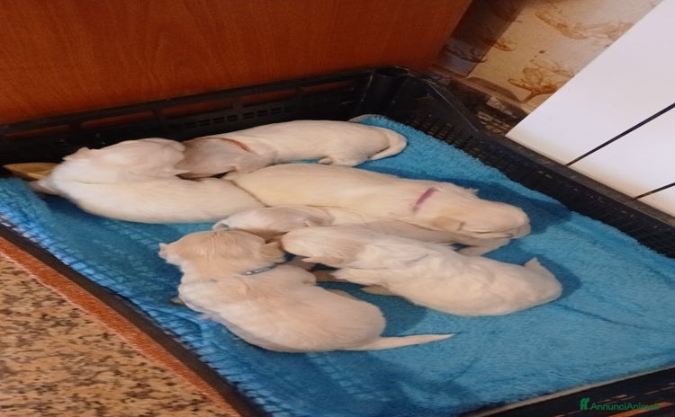 Maltese cani - Annuncio 13