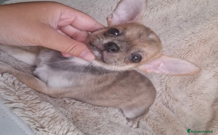 Chihuahua cani a Città metropolitana di Roma Capitale - Annuncio 6