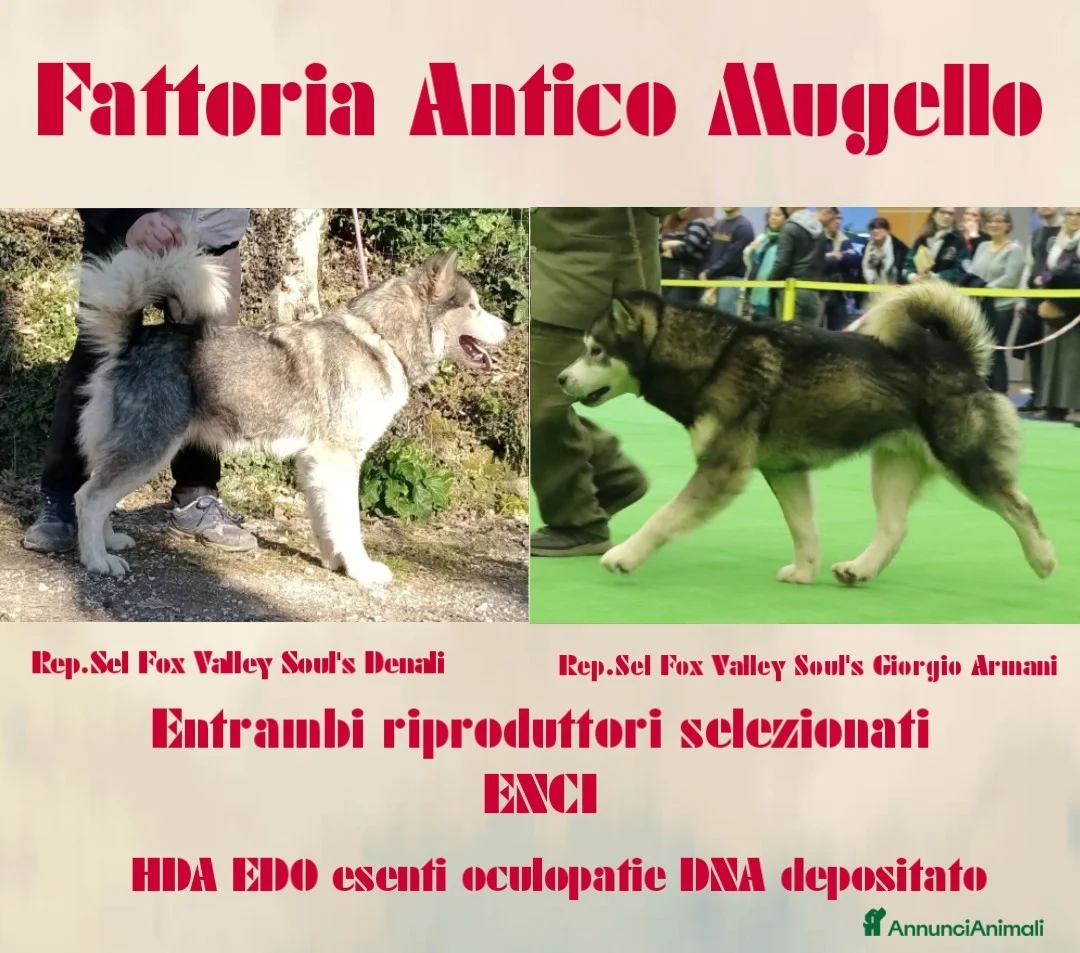 Alaskan Malamute cani in vendita: Cuccioli Alaskan Malamute - Annuncio 2