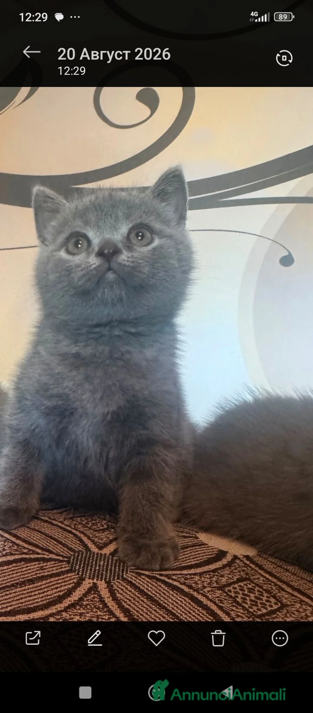 British gatti in vendita: British scottsih  - Annuncio 2