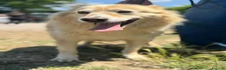 Meticcio cani in regalo: Cremino 13 anni - Annuncio 2