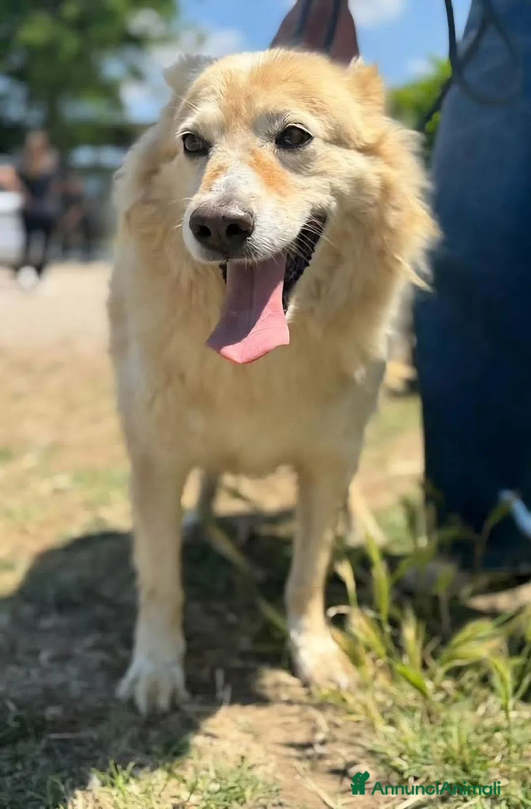 Meticcio cani in regalo: Cremino 13 anni - Annuncio 2