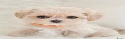 Maltipoo cani in vendita: Adorabili cuccioli Maltipoo F1 a Città metropolitana di Milano - Annuncio 10
