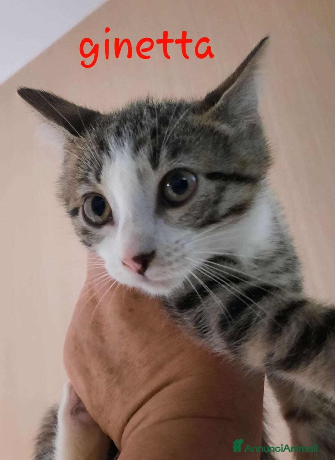Altre razze gatti in regalo: Ginetta ultima micia della sua famiglia a Provincia di Varese - Immagine 1