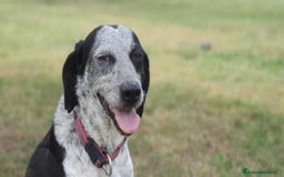 Segugio cani in regalo: VIRGINIA, una timida cagnolina  a Pomezia - Immagine 7