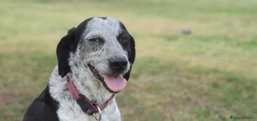 Segugio cani in regalo: VIRGINIA, una timida cagnolina  a Pomezia - Annuncio 7