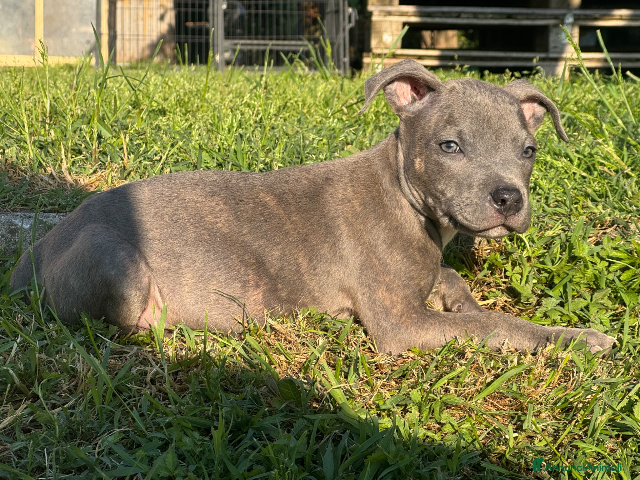 Pitbull cani Pit Bull Blue Brindle anche a rate - Annuncio 1