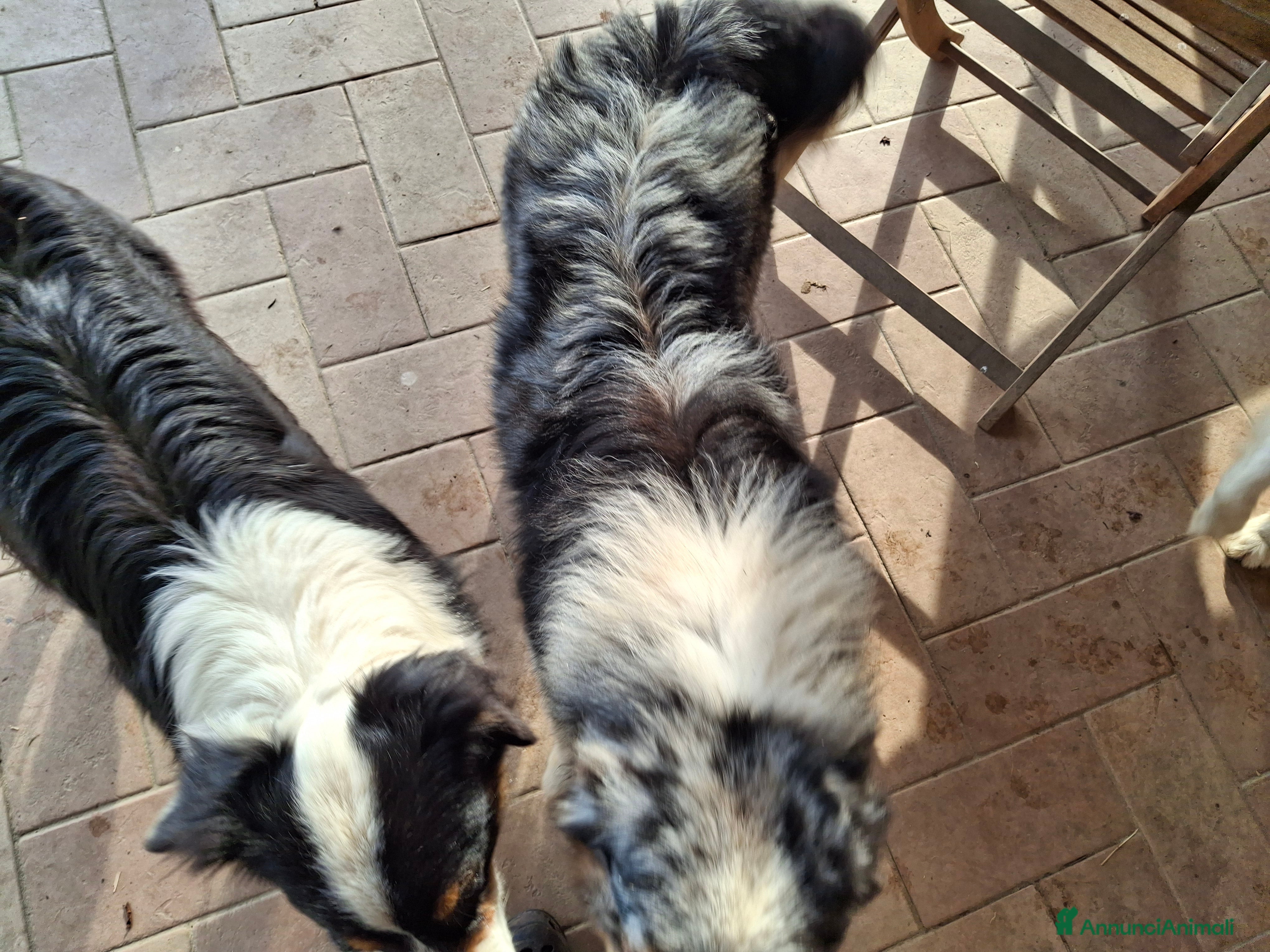 Australian Shepherd cani Bellissimo regalo x san valentino - Annuncio 6