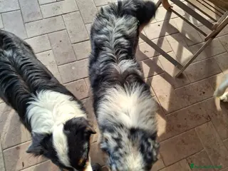 Australian Shepherd cani Bellissimo regalo x san valentino - Annuncio 6