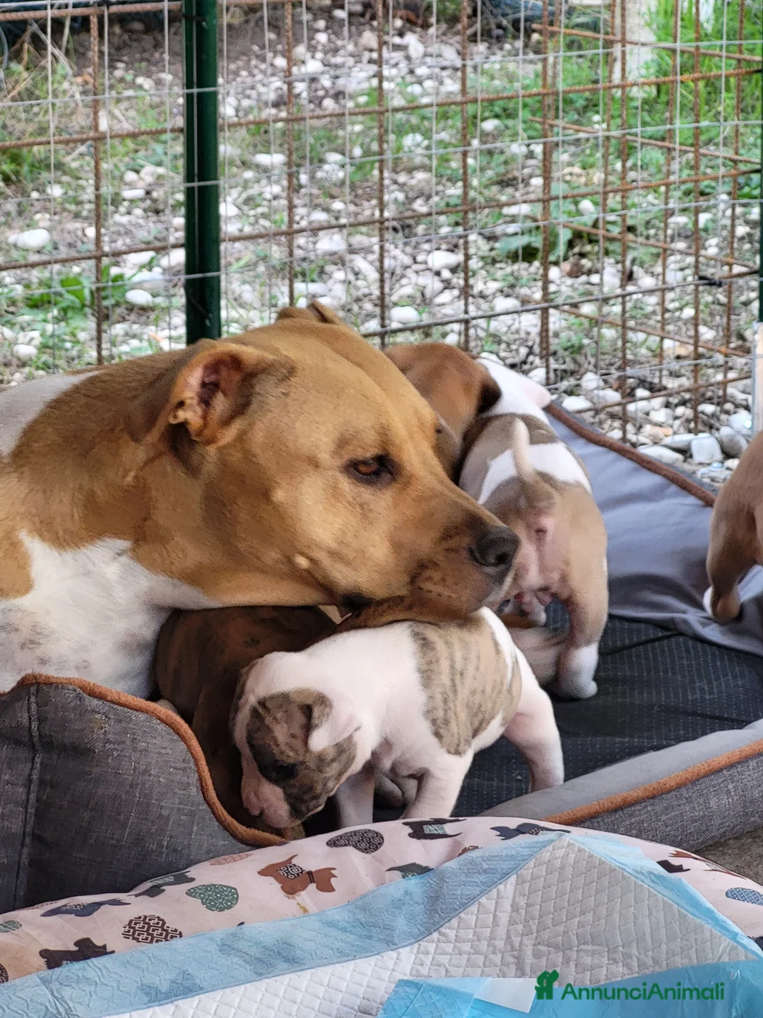 American Staffordshire cani in vendita: Cuccioli american Staffordshire terrier  - Annuncio 4