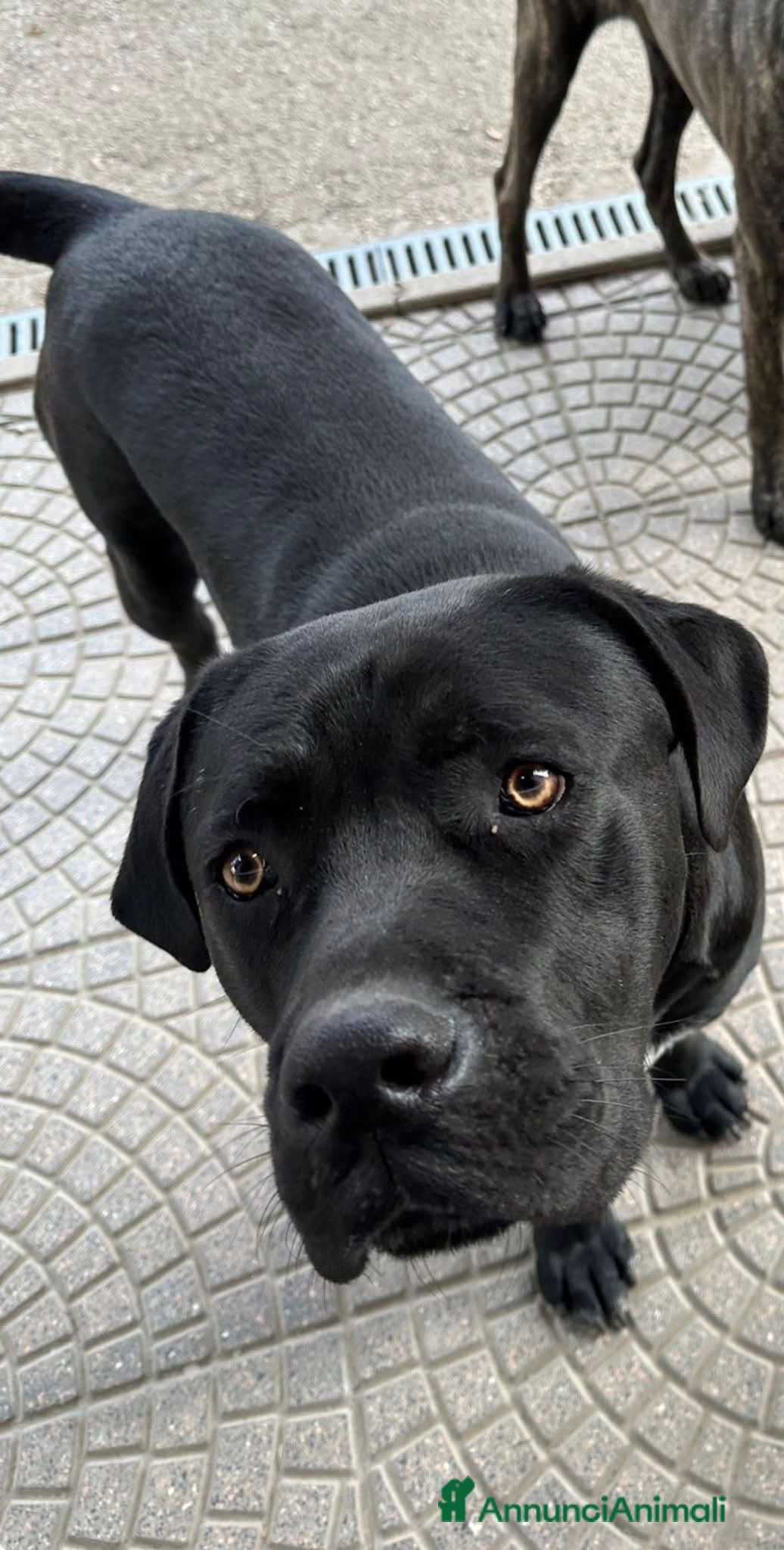 Cane Corso cani ADOZ.DEL💔:il papà non tornerà+ solo nonna di 80! - Annuncio 9